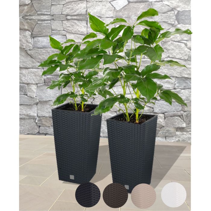 stylish rattan effect planters - 4 colours available 